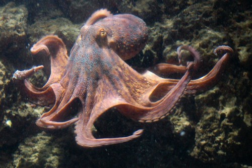 Los pulpos tienen brazos “especialistas”: un nuevo estudio revela que no usan los ocho por igual