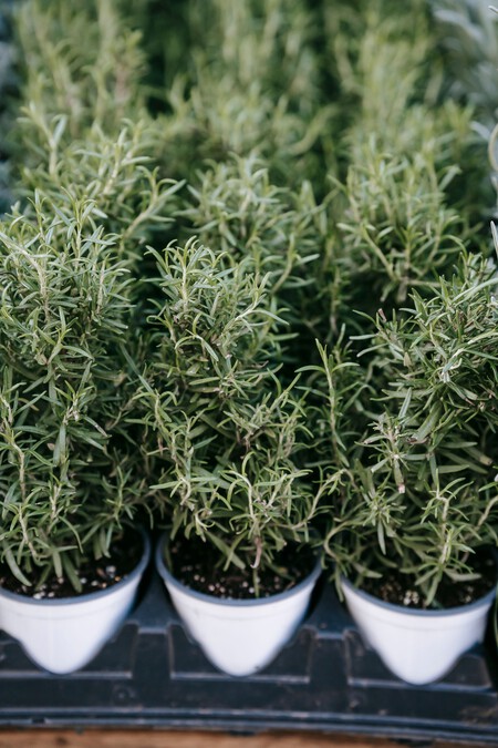 Cómo reproducir romero en casa: 3 formas fáciles para obtener nuevas plantas