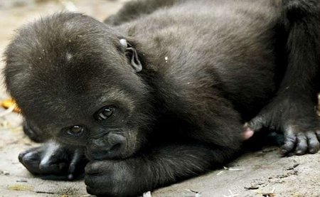 Zoo, ¿si o no?