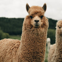 Hay gente viajando por todo el mundo para fotografiar alpacas y son adorables