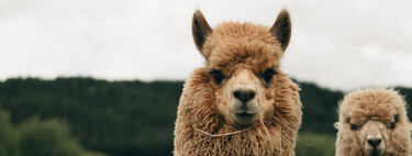 Hay gente viajando por todo el mundo para fotografiar alpacas y son adorables