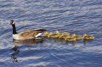 ¿Es un líder introvertido en la empresa peor que uno extrovertido?