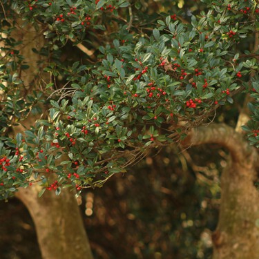 El árbol más aromático para terrazas urbanas: elegante, compacto y fácil de cuidar en maceta 