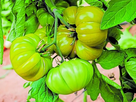 Tomate Verdal