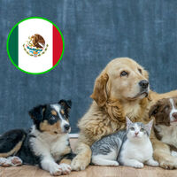 México quiere “listas negras” de maltratadores de animales con registros que podrían impedir adopciones y hasta tener mascotas 