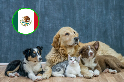 Padrón de acusados por violencia animal en México