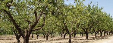 El agricultor familiar está en peligro, pero los fondos de inversión no para de comprar explotaciones porque es un “activo seguro y rentable”