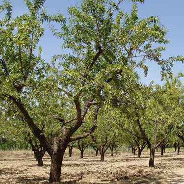 El nuevo campo español es una franquicia: cómo los fondos de inversión se están comiendo al agricultor tradicional 