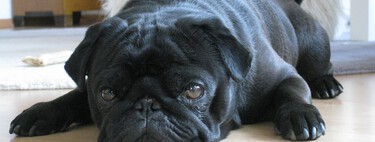 Mi perro orina en todas partes: ¿qué le pasa?