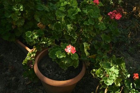 Pexels Merictuna 30052078