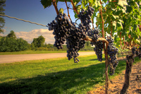 Ruta del vino de Ribera del Duero 
