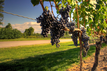 Ruta del vino de Ribera del Duero