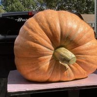Un ruso acaba de conseguir una calabaza gigante de 969 kilos. No es ni de lejos la más grande que hemos conseguido cultivar