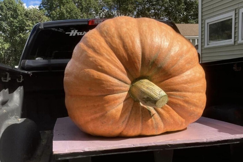 La pregunta no es cómo se logra cultivar una calabaza de 1.000 kilos: es por qué hay tanta gente intentándolo