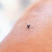 Andalucía se está "tropicalizando" nivel: va a empezar a monitorizar el dengue y el zika por el aumento de casos