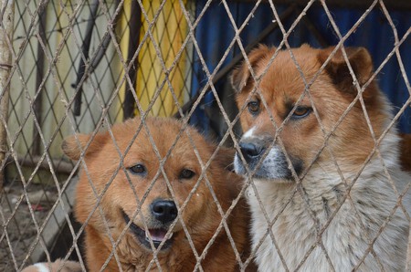 Fence Sweet Dog Cute Pet Mammal 887379 Pxhere Com