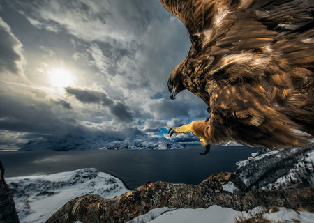 C Audun Rikardsen Wildlife Photographer Of The Year