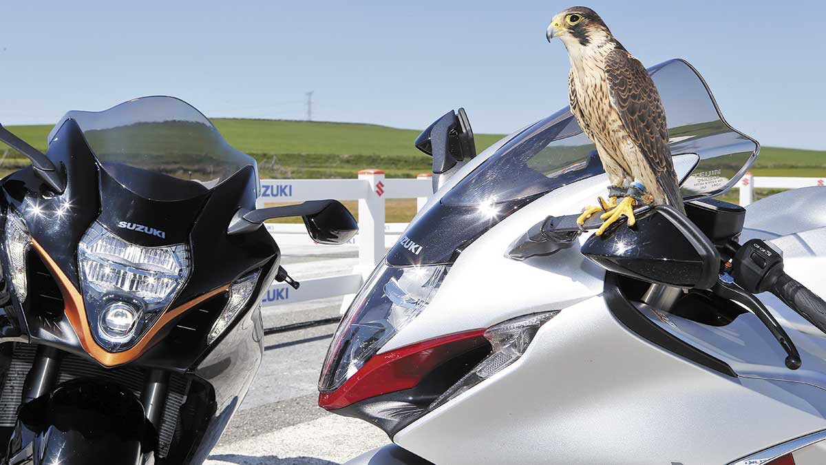 El día que una Suzuki Hayabusa le echó una carrera a un halcón peregrino. Así nació una moto legendaria