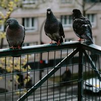 Tener palomas merodeando por tu terraza, patio o balcón no solo es peligroso, puede hasta causarte un multazo