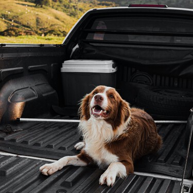 Todas las multas que te puede poner la DGT por llevar animales en el coche 