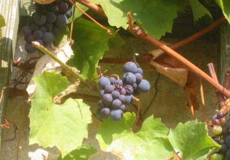 Resveratrol, una fuente de salud para el organismo