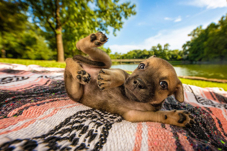 dogoftheyear