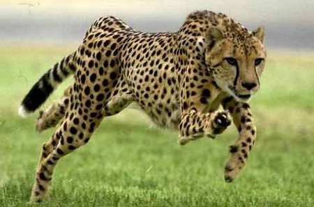 Singularidades extraordinarias de animales ordinarios (XXV): el guepardo