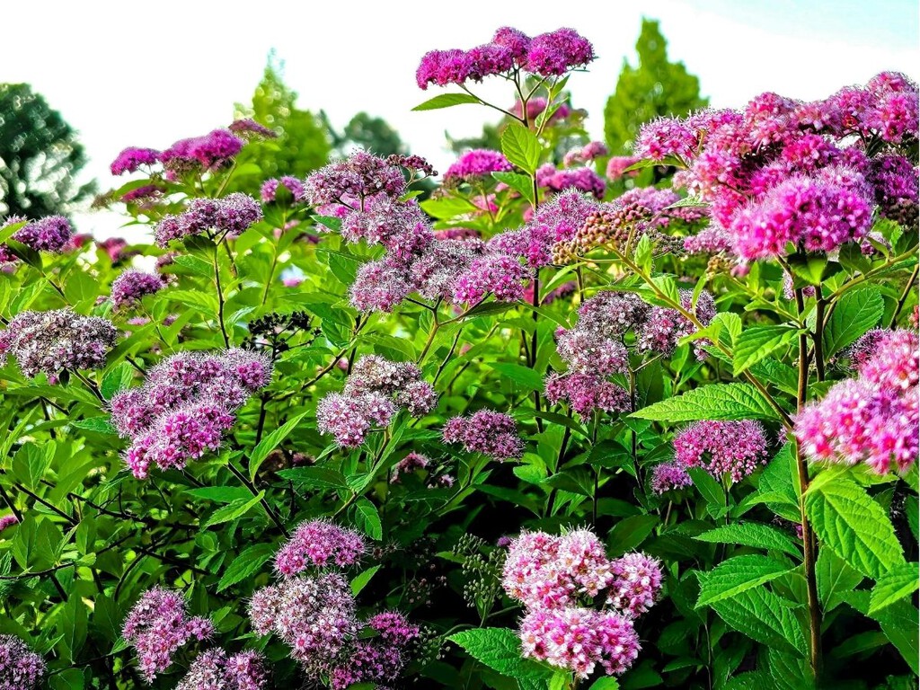 Esta planta con flor es la reina de los prados japoneses: es ideal para jardines mediterráneos, y además de bonita es fácil de cuidar