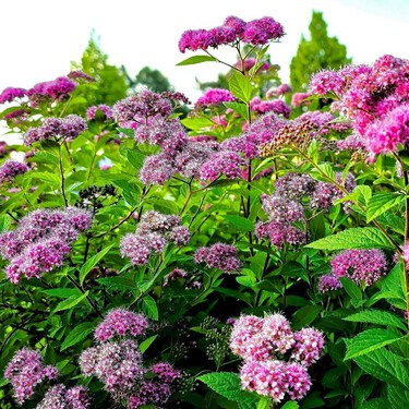 Esta planta con flor japonesa es resistente al calor, tiene floración larga y un mantenimiento sencillo