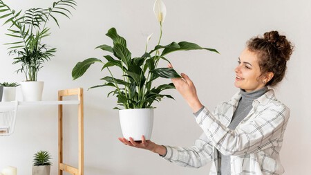 Plantas de interiores
