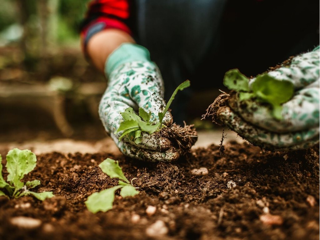 Lo que tienes que plantar en agosto si quieres un huerto de otoño lleno de ricas cosechas