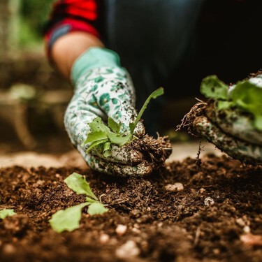 Lo que tienes que plantar en agosto si quieres un huerto de otoño lleno de ricas cosechas 