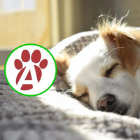 Farmacias del Ahorro para mascotas en México, con orientación veterinaria gratis por internet