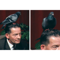 Após se perder fora de casa, pombo faz ninho em local inusitado: a cabeça de um homem do Reino Unido 