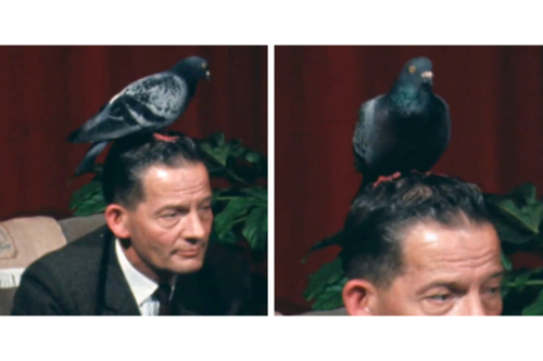 Pombo na cabeça de homem. Créditos: BBC