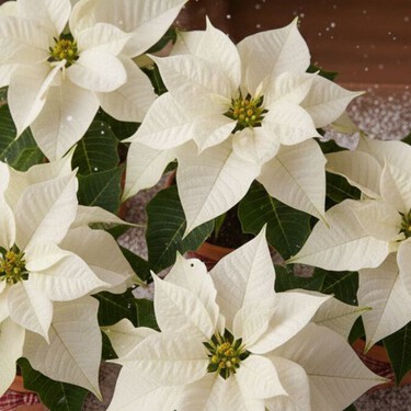 Esta es la fórmula para que tus Nochebuenas blancas no se marchiten antes de Navidad