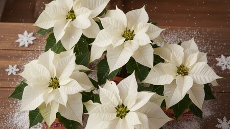 Esta es la fórmula para que tus Nochebuenas blancas no se marchiten antes de Navidad