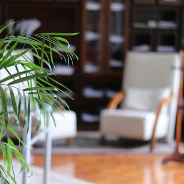 Siete plantas de interior que hacen que cualquier casa parezca más elegante al instante 