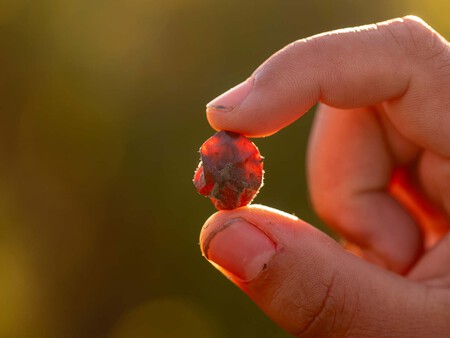 Una Uva Perfectamente Aszu