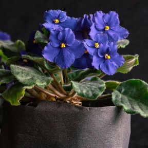 Cuidados de la violeta africana en maceta: logra que florezca todo el año con estos consejos