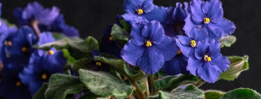Cuidados de la violeta africana en maceta: logra que florezca todo el año con estos consejos