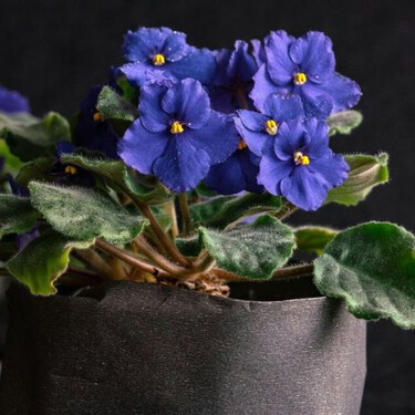 Cuidados de la violeta africana en maceta: logra que florezca todo el año con estos consejos