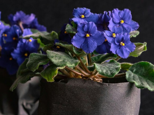 Violeta