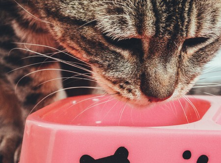Gato comiendo