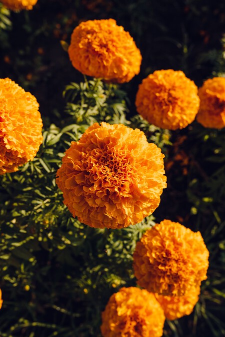 Tagetes