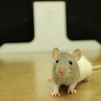 Experimentos com animais: a ciência ainda não tem um plano B 