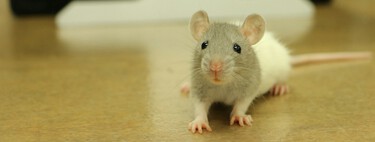 Experimentos com animais: a ciência ainda não tem um plano B 