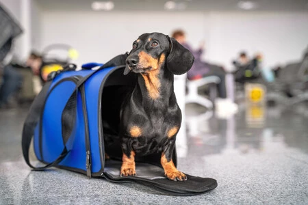 Cuatro consejos que recomiendo si quieres comprar un transportín para tu perro