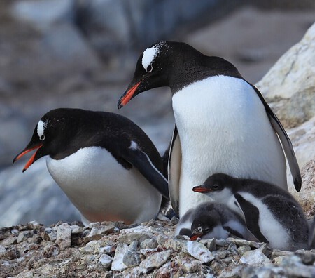 Dois pinguins