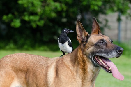 Malinois Post Raza Superperro